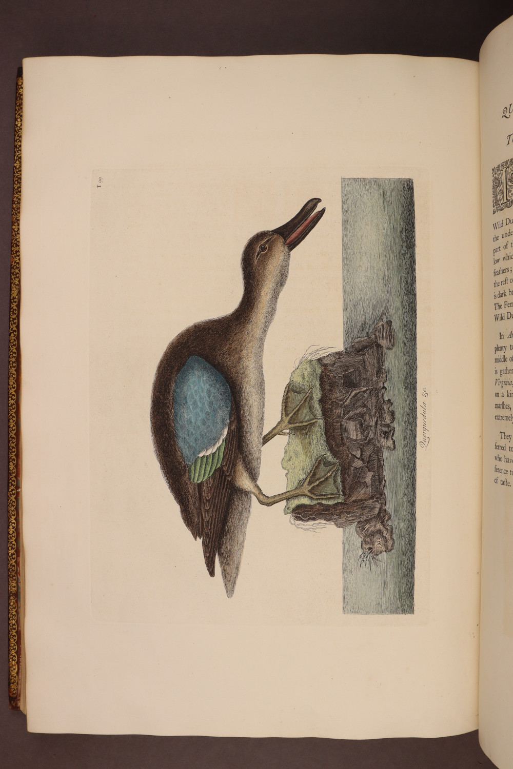 Plate 99